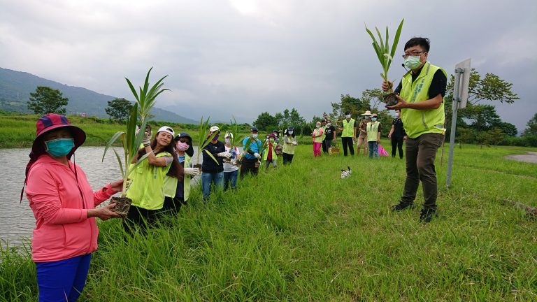 圖片說明 : 於光復鄉馬太鞍溼地生態園區舉辦「外來種移除暨馬太鞍導覽解說」及玉水圳人工溼地「原生種移植復育」。(記者林秀貞∕翻攝)