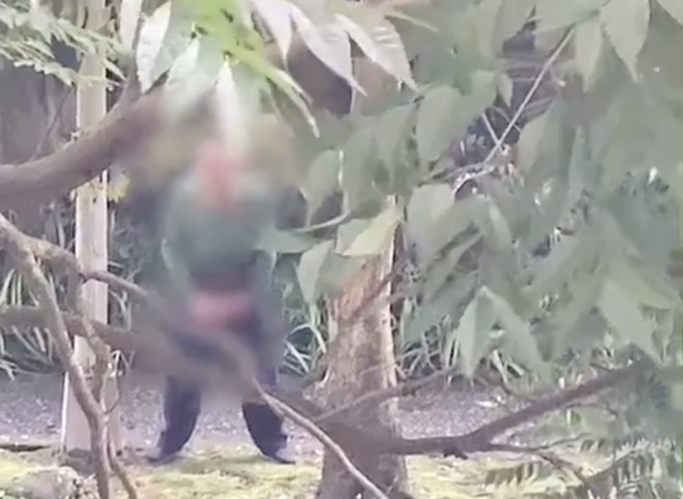 圖片說明：民眾向警方投訴清溪綠地公園出沒一名遛鳥俠。(記者趙靜姸翻攝)