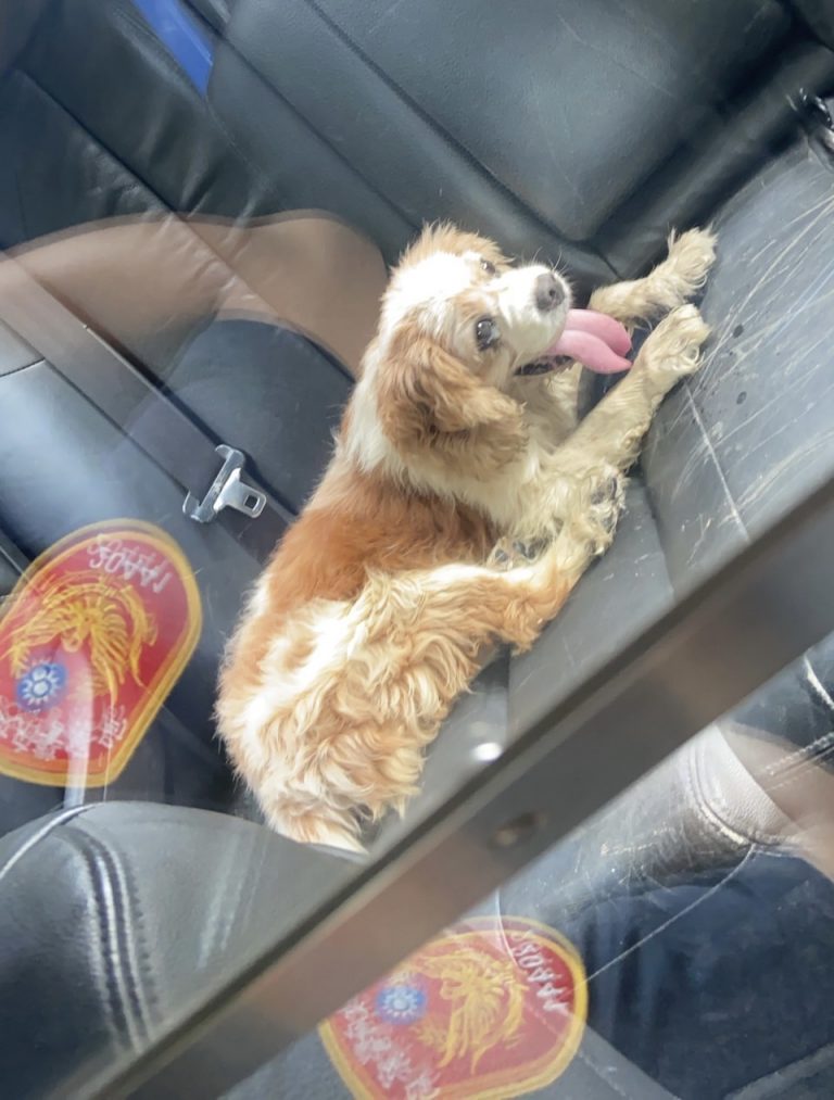 圖片說明:中和警梁品賢將走失毛孩帶回隊上照顧。(記者徐煜勝翻攝)