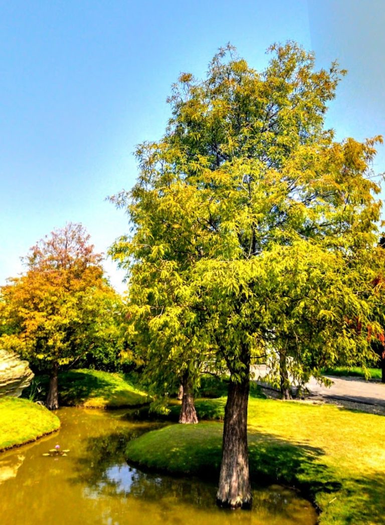 圖片說明：GOOGLE街景地圖中可以發現2012年以及2015年的街景圖，青埔宮所在位置其實還是一片空地，2019年成為打卡秘境。（記者徐煜勝翻攝）