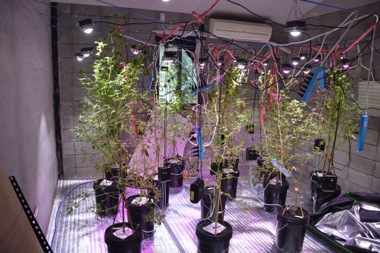 中市警四分局查扣高達91株大麻盆栽、栽種器具等全案依法送臺中地檢署偵辦。(圖/記者謝榮浤翻攝)