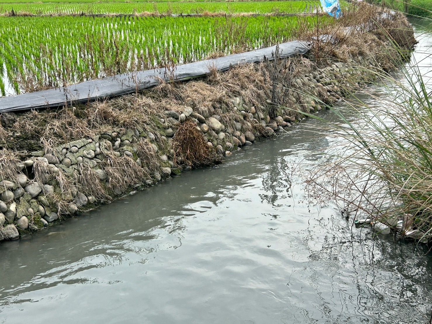 雲林地區許多農田渠道老舊淤塞,灌溉不易。(圖/翻攝自劉建國臉書)