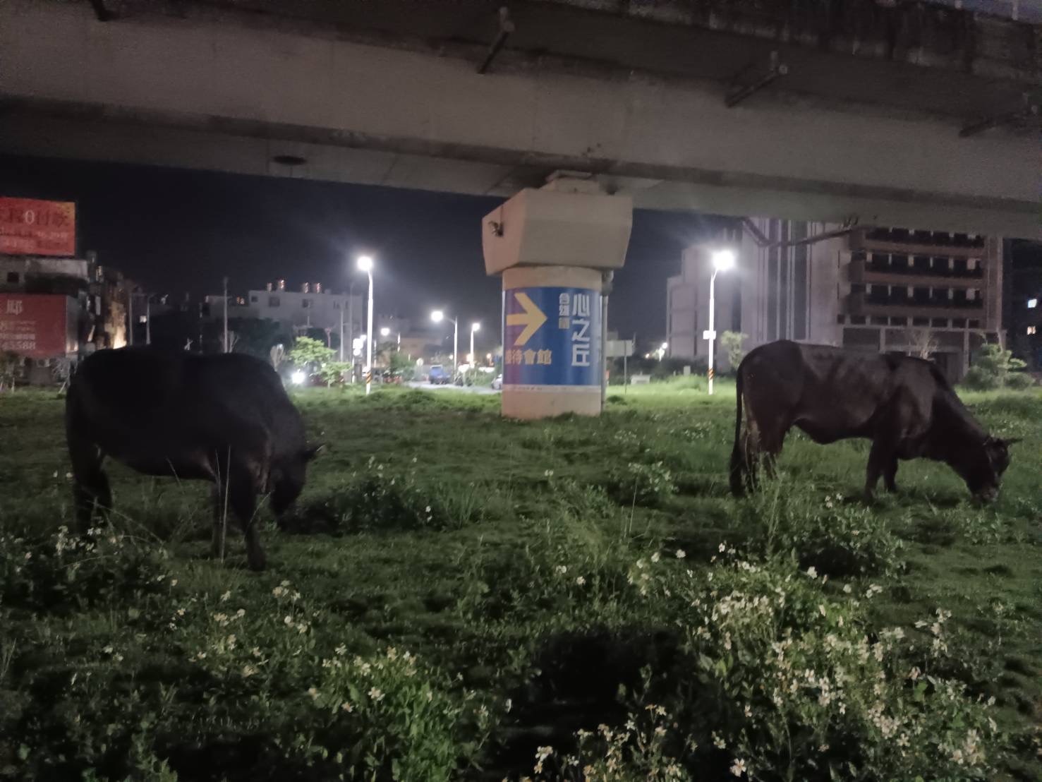 蘆竹交通分隊長吳偉輔深夜發現2頭台灣黃牛正在馬路上悠閒吃草。（記者吳登國翻攝）