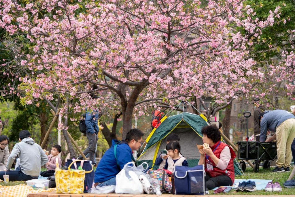 新竹公園櫻花即將盛開。(圖/新竹市政府提供)
