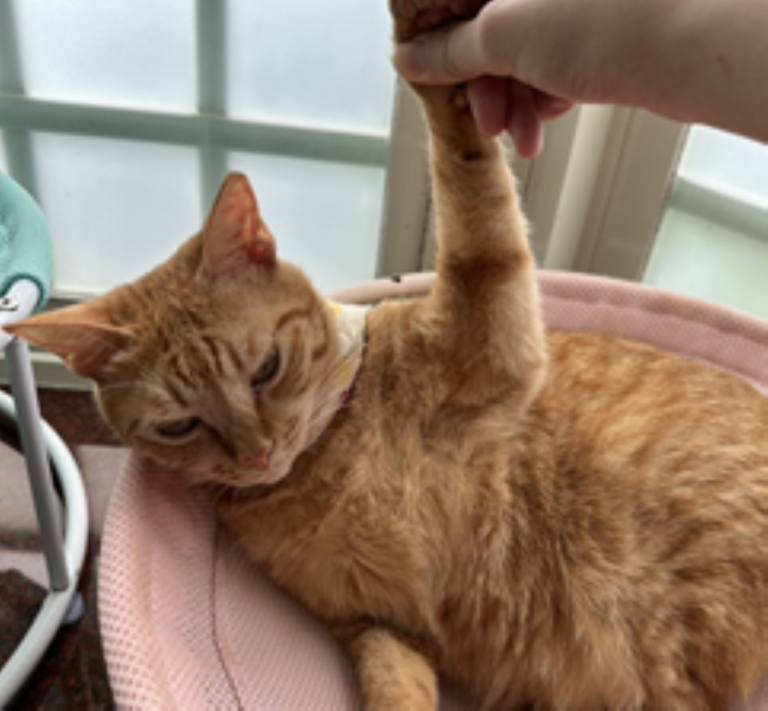 網友分享自家貓咪照片。（圖／翻攝自FB）