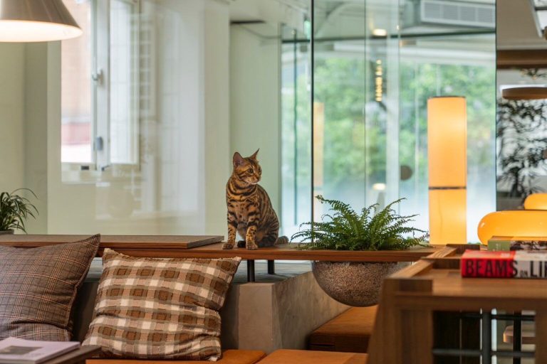 為了給貓咪提供最佳的度假體驗,愛貓成癮在材料和設計上都下了不少功夫。(圖/業者提供)