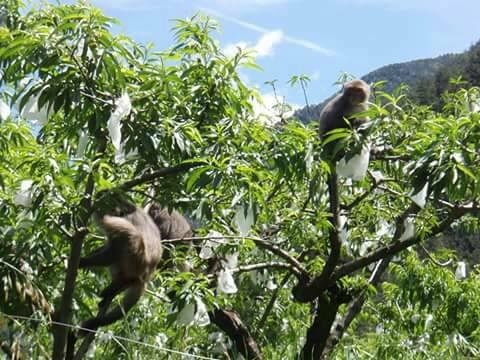 陳駿季部長指出,有關獼猴危害的部分,不只是水稻,對果樹的危害更為嚴重。(圖/黃仁國會辦公室)