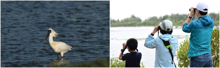 黑面琵鷺。（圖／黃蜀婷提供）