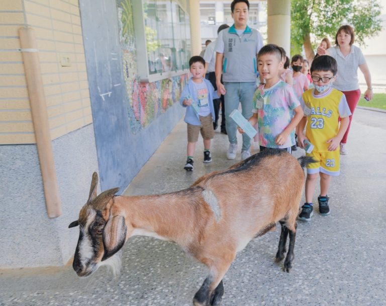 竹市高峰國的寵物羊歡迎邱臣遠代理市長貴賓們，帶來新生的祝福。（圖/記者黃溎芬翻攝）