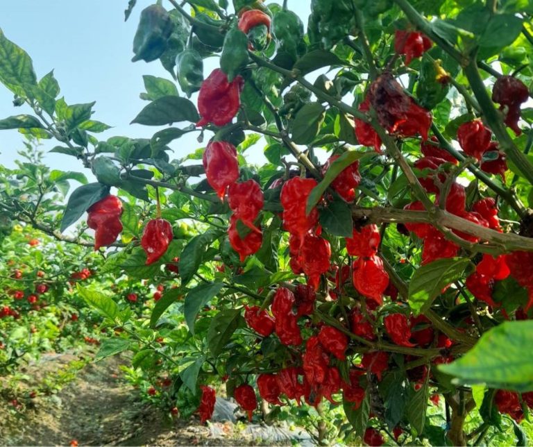 (圖/Anita’s辣醬提供)