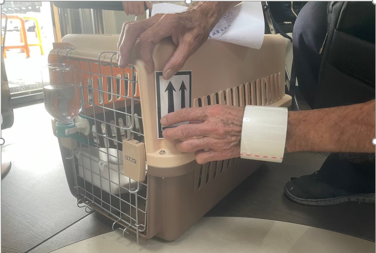 雷富通運安排寵物貓至澳洲。 (圖/雷富通運提供)