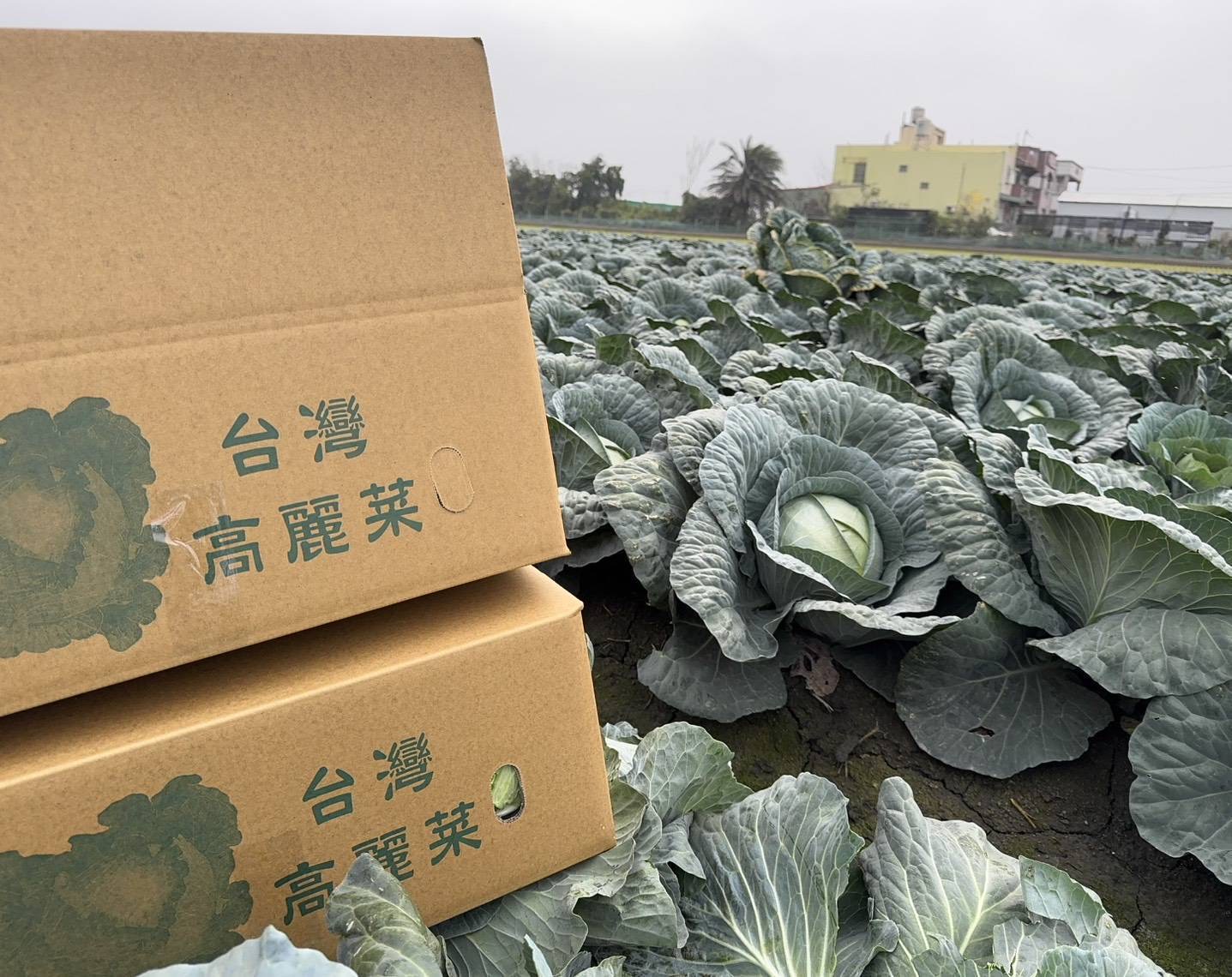 北農高麗菜外銷日本再創佳績!累計出口36噸 北農高麗菜外銷日本再創佳績!累計出口36噸