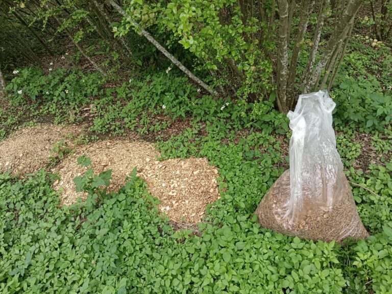 牛港刺煮過的渣渣(廢棄物)丢到田裏做肥胖。（圖/簡根元提供）