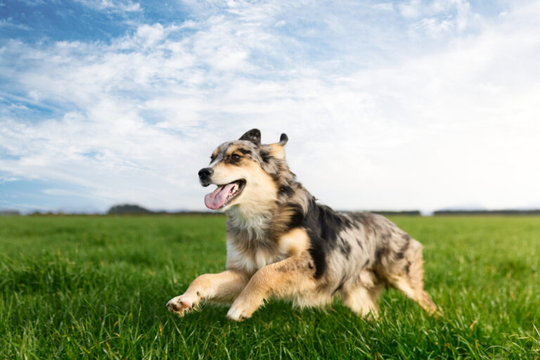 道格 Dog Years 嚴格把關產品的品質、安全性及純淨度。（台灣道格 Dog Years 提供）