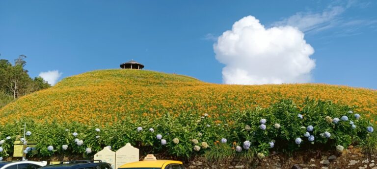 地表最萌花粉行者領軍！金針山福卡地愛玉親子DIY涼夏登場！(圖/業者提供)