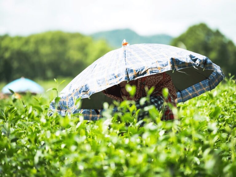 自有茶園實行友善農法。（碧蘿園茗茶坊提供）