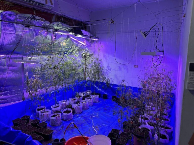 警方搜索嫌犯租屋處,現場查獲大麻活株及培植設備,室內宛如非法大麻工廠。(圖/警方提供)