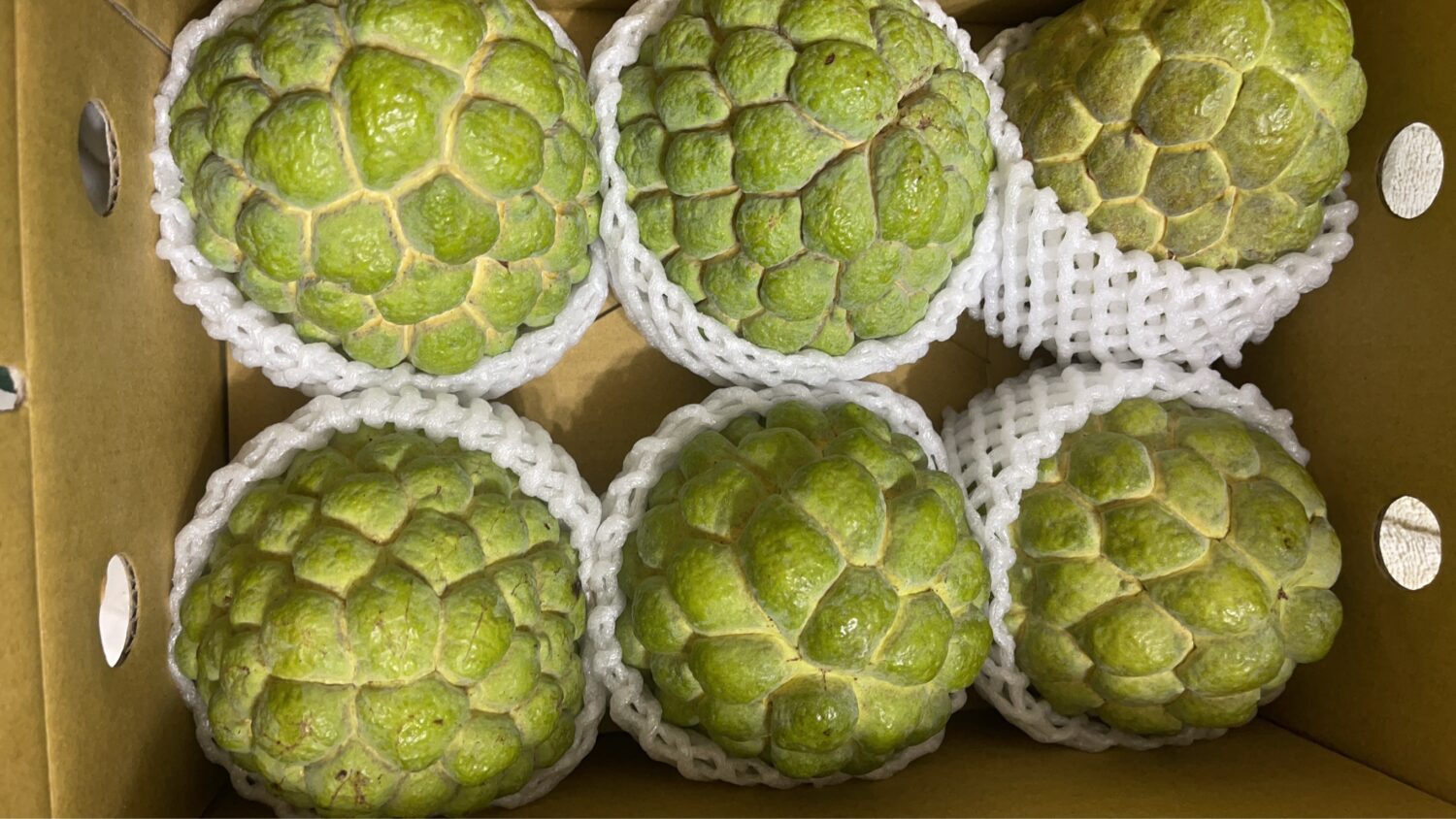 台東鳳梨釋迦即將進入大採收。(記者 包克明攝)