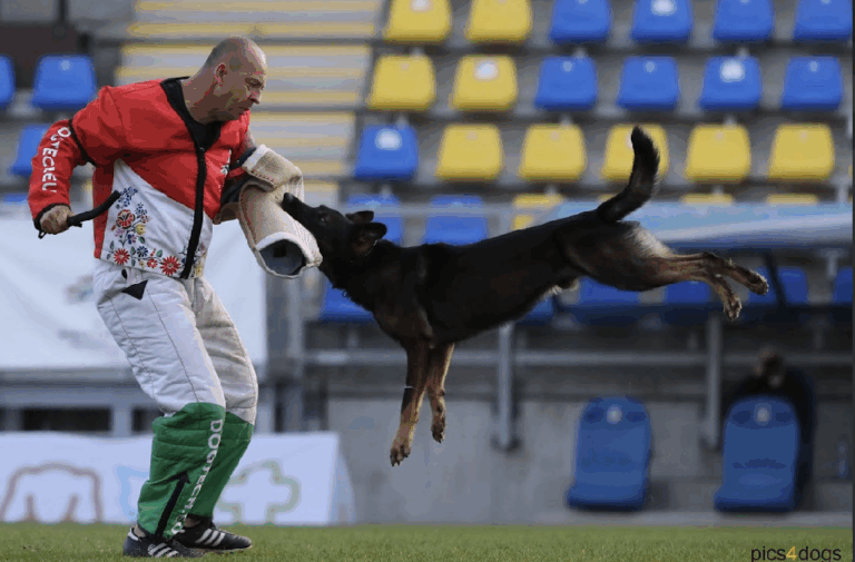 (圖/西北訓犬學苑提供)