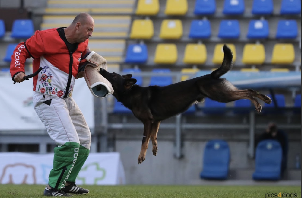(圖／西北訓犬學苑提供)