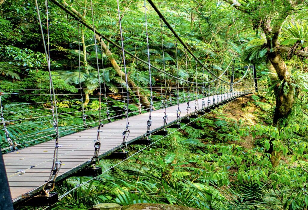 森林吊橋。（圖／大板根森林溫泉酒店 提供）