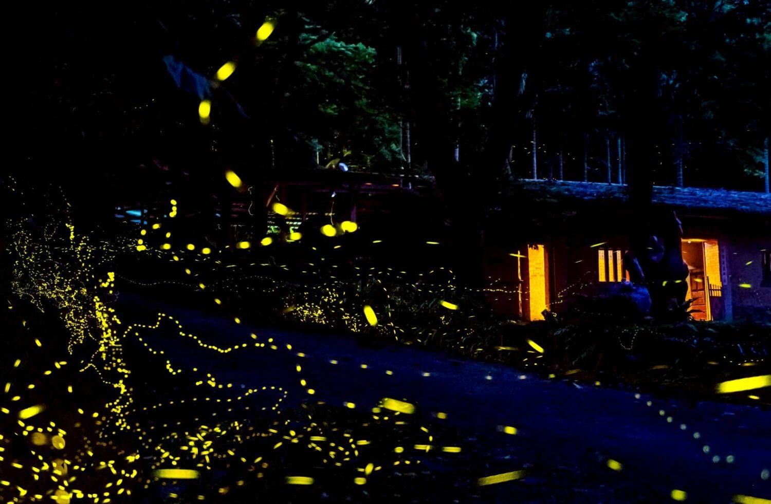 園區夜間賞螢實景，螢火點點如星海，浪漫夢幻氛圍滿分。（圖／記者 張泓笙翻攝）