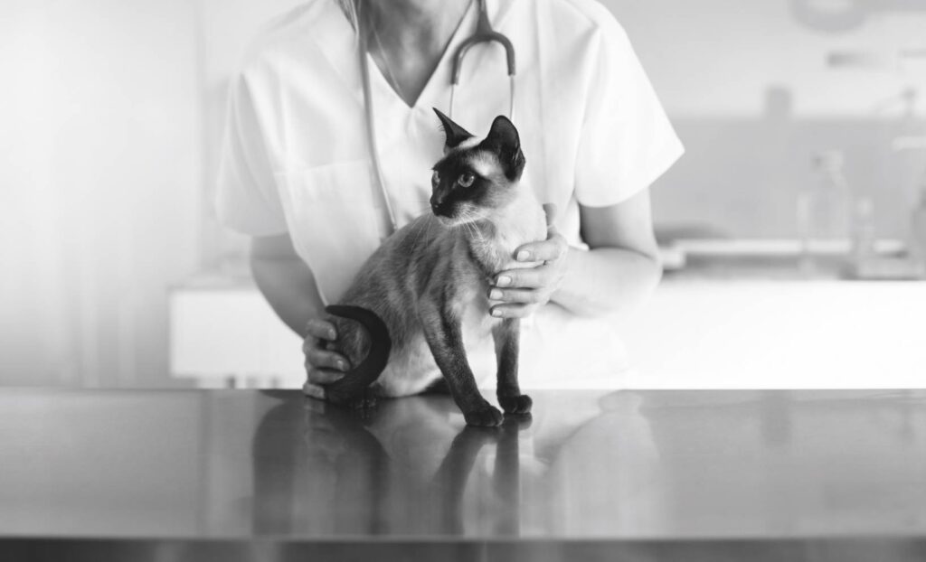 據國際研究機構，貓咪7歲起分為熟齡、老齡與超老齡三階段，對應不同需求。（圖／法國皇家提供）