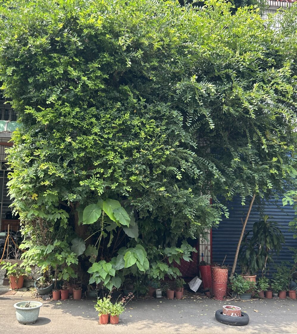 「霸主」樹屋枝葉瘋長影響居民　中壢龍昌里長戎政成會勘尋解方