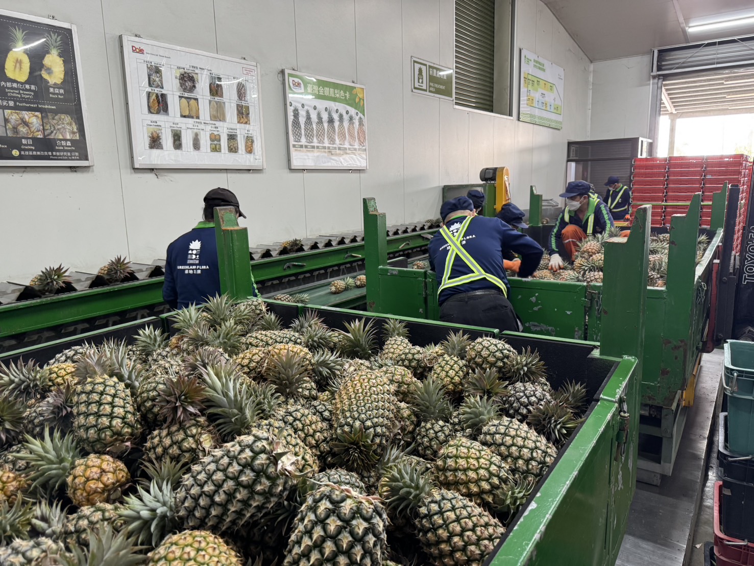 作業人員將鳳梨篩選與包裝，確保外銷品質穩定。（圖／記者 張泓笙翻攝）