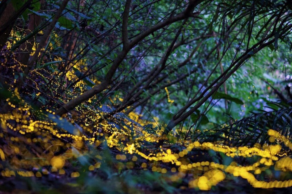 （圖／礁溪鄉公所 提供）