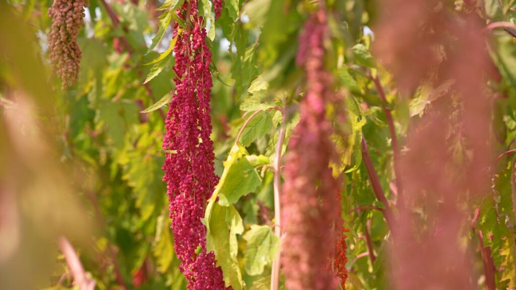 金峰鄉紅藜田呈現紅綠交織的繽紛景觀,成為博覽會期間最具代表性的地景之一,吸引遊客駐足拍照與體驗。(圖/金峰鄉公所 提供)