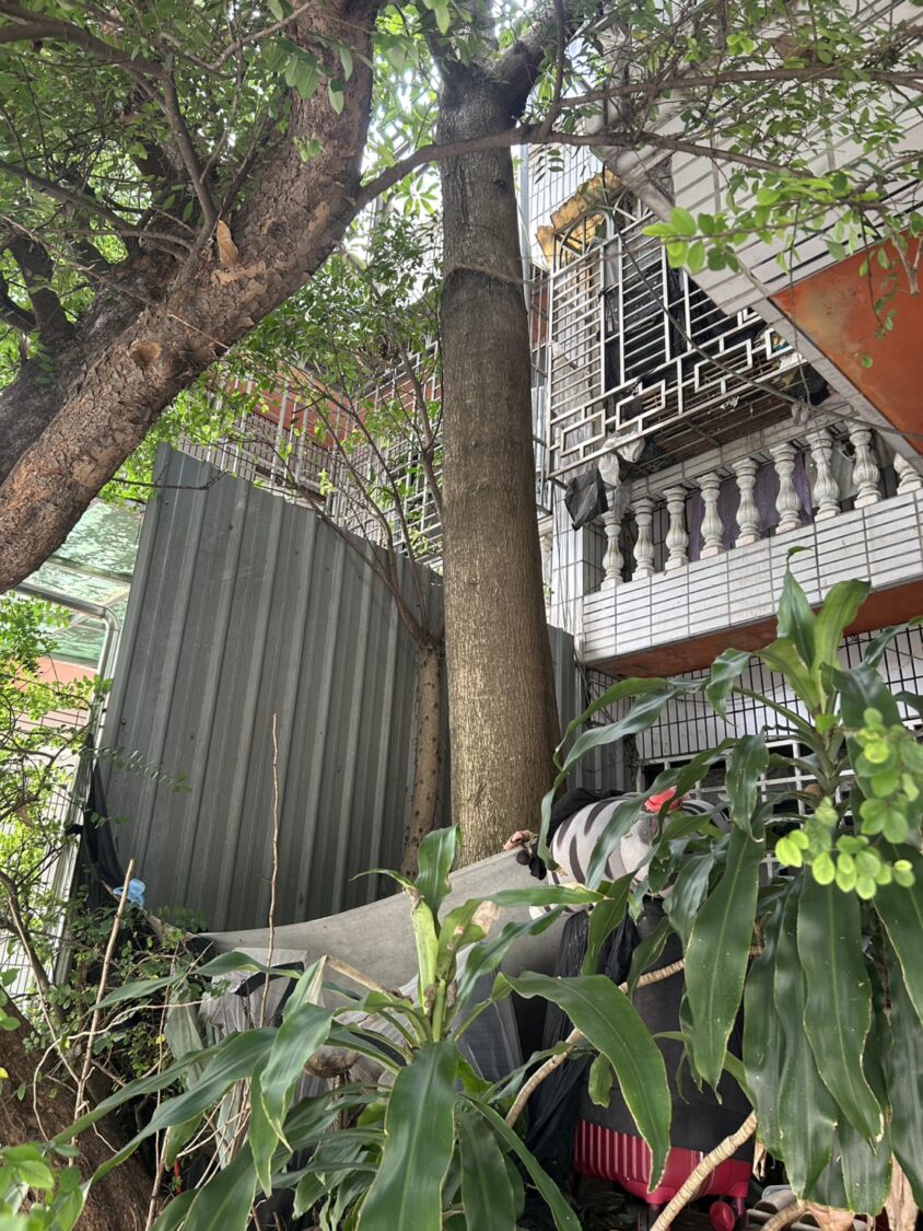 老樹由住宅內部向上向外生長，蔓延而出的枝葉甚至將電線桿電線完全包裹。（記者陳世軒攝）