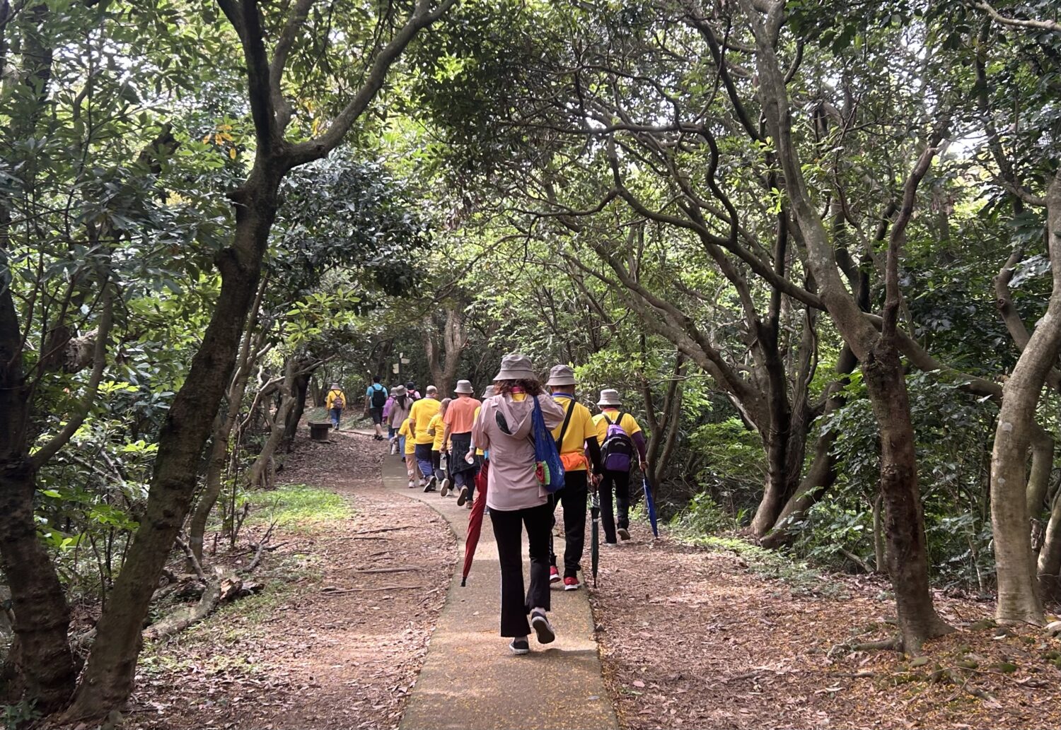 五酒桶山步道作為活動地點，從起點的南天宮廣場到達終點的擎天草坪活動區路程並不長，讓民眾能夠好好感受桐花之美。（記者陳世軒攝）