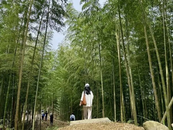 在雲林草嶺石壁森林療癒園區，竹林成功轉為地方綠金，獲頒世界竹地標認證。(圖／農業部林業及自然保育署 提供)