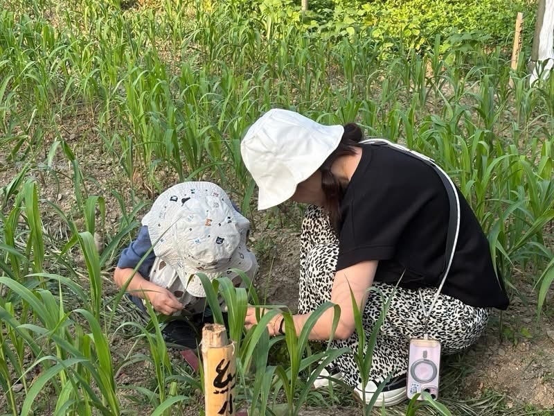 《Lita da！回音計畫》節目分享高雄「瑪星哈蘭部落」復育小米的故事，圖為小米田農作體驗。(圖/原文會 提供)