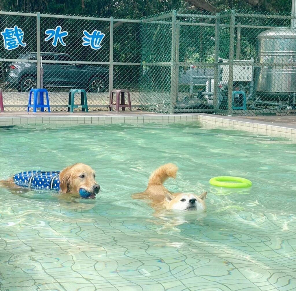 桃園市政府持續打造寵物友善城市。(圖/桃園市政府動物保護處提供)