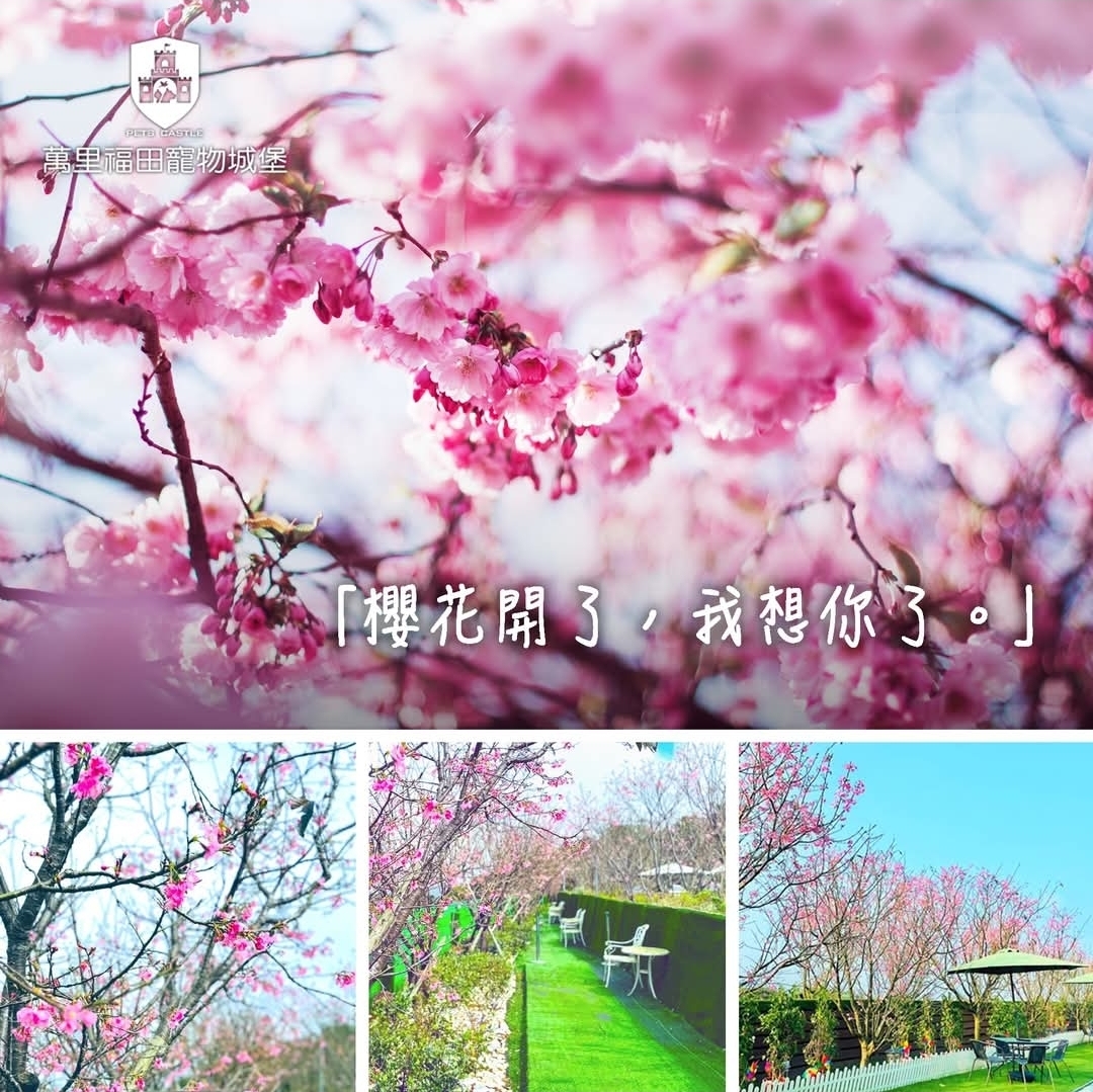 萬里福田寵物城堡園區環境優美,常讓路過的民眾誤以為是寵物餐廳。(圖/翻攝自萬里福田粉專)
